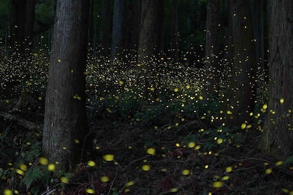 Kuala Selangor Firefly Boat Tour