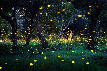 Glowing Fireflies & River Of Life Tour