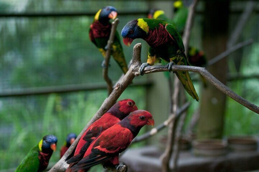 Kuala Lumpur Bird Park With Return Transfers 