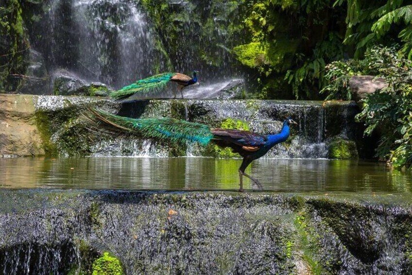 Kuala Lumpur Bird Park With Return Transfers 