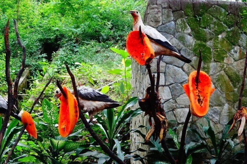 Bird Park