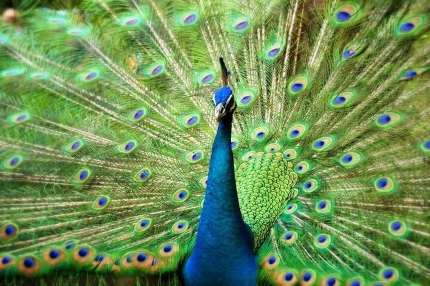 Bird Park