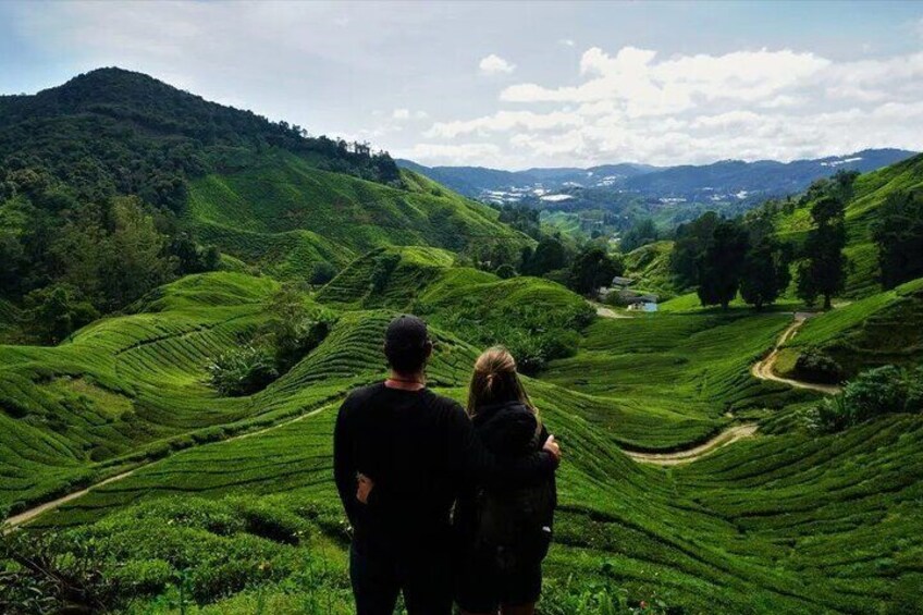 Cameron Highlands Tour from Kuala Lumpur