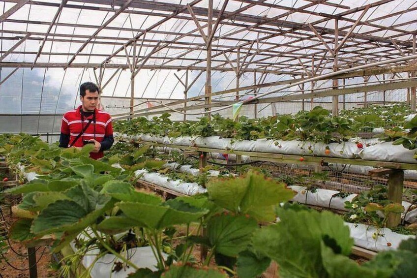 Pick and pluck your own strawberry