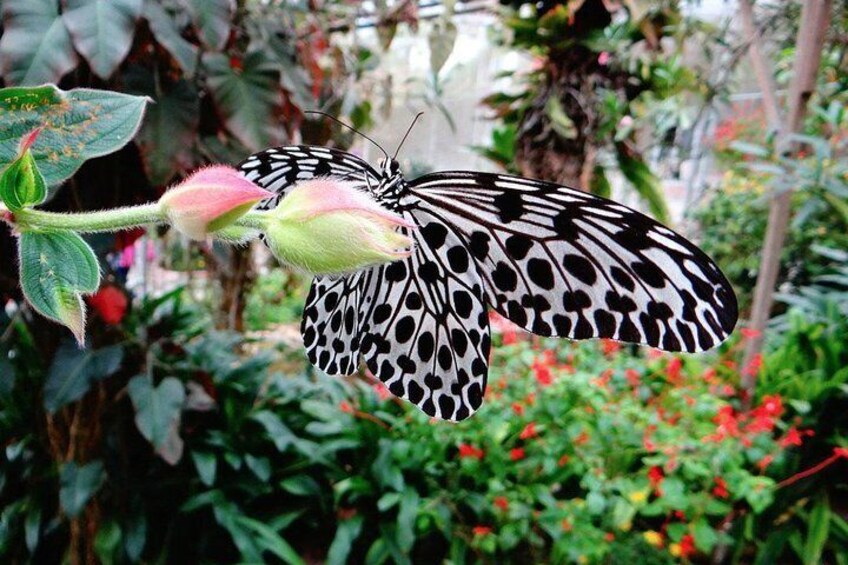 Watch colourful butterflies in a beautiful gardens