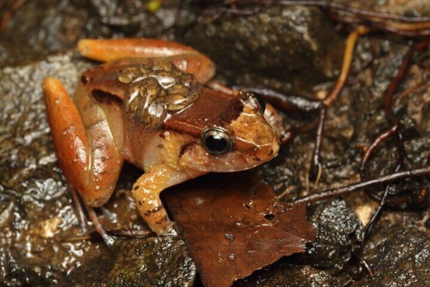 Night Frogs Tour at Kubah National Park