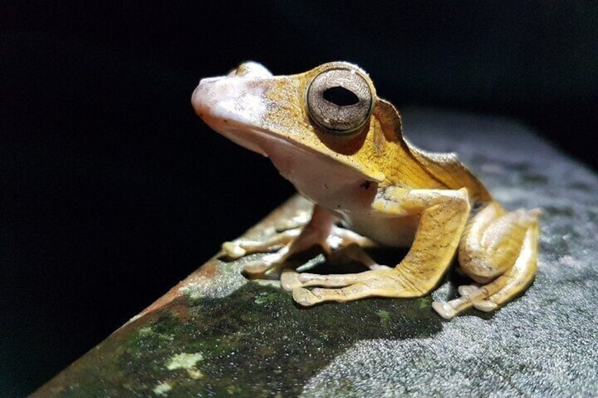 Night Frogs Tour at Kubah National Park