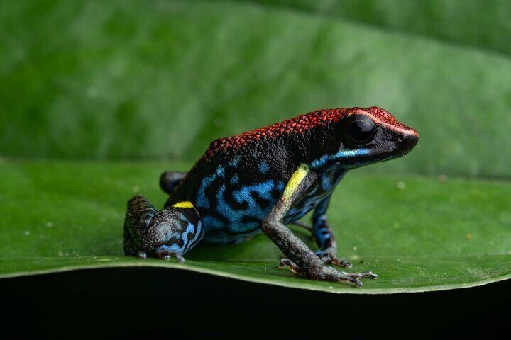 Twilight Frog Adventure in Kubah National Park