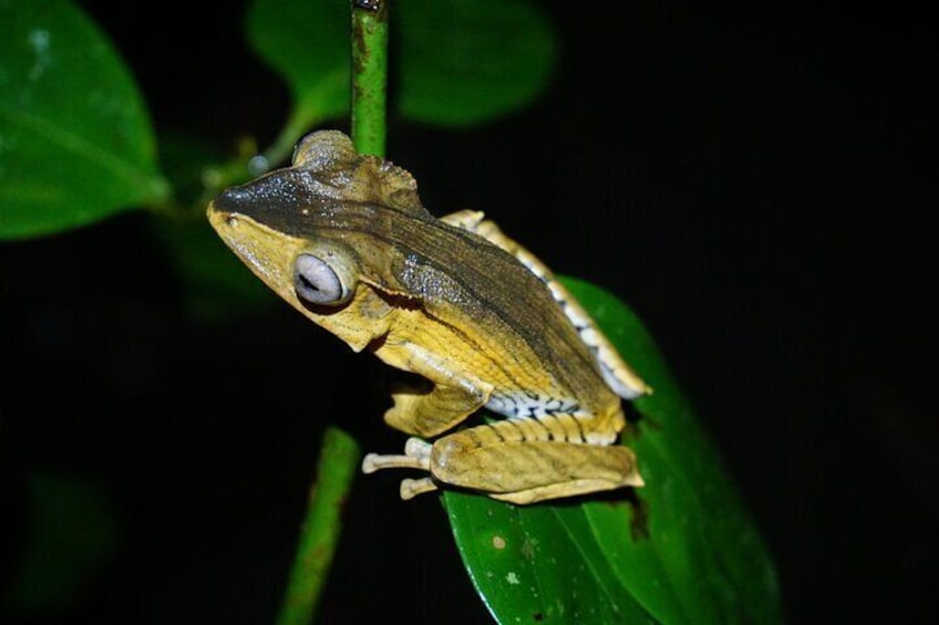 Night Frogs Tour at Kubah National Park