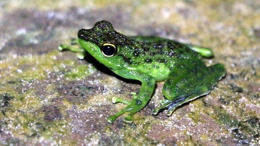 Night Frogs Tour at Kubah National Park