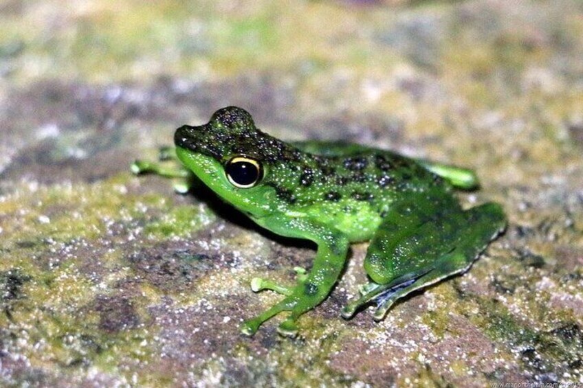 Night Frogs Tour at Kubah National Park