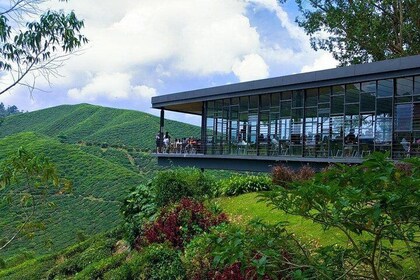 Cameron Highlands Tour From Kuala Lumpur - Private