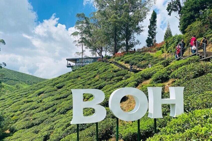 Full Day Cameron Highlands Nature Tour