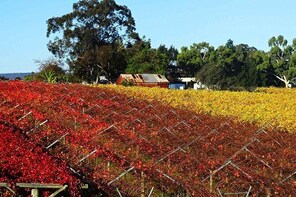 Swan Valley Wine Time (Private) Day Tour
