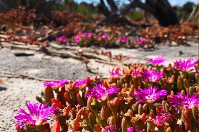 These pretty succulent displays are on show towards the end of winter between August - October.