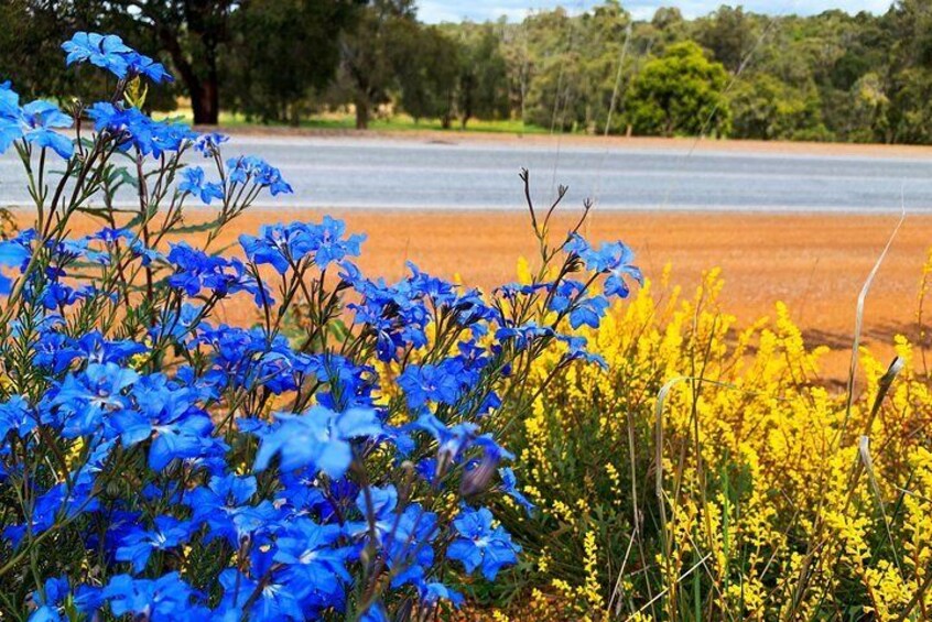 Spring Wildflower (Private) Day Tours