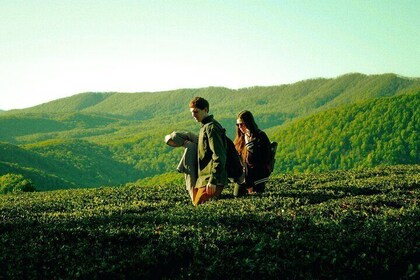 Full-Day Cameron Highlands Nature Tour (Private)