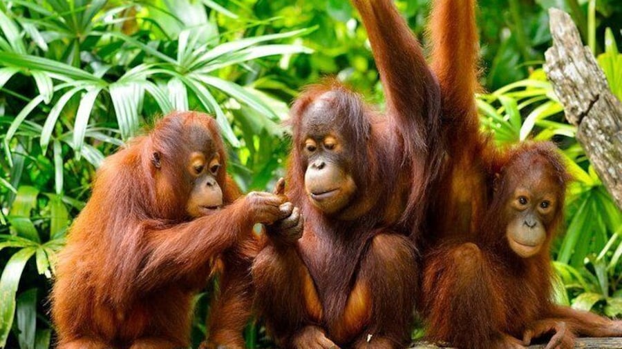 Orang Utan Island