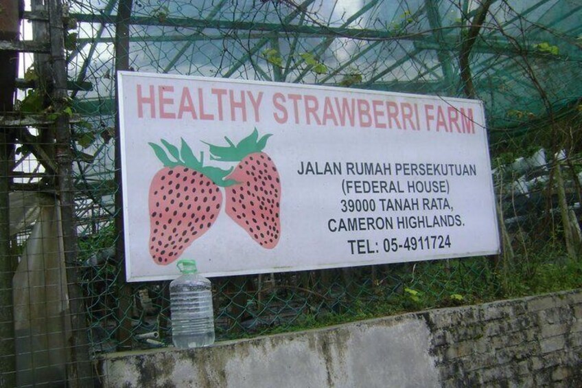 Healthy Strawberry Farm