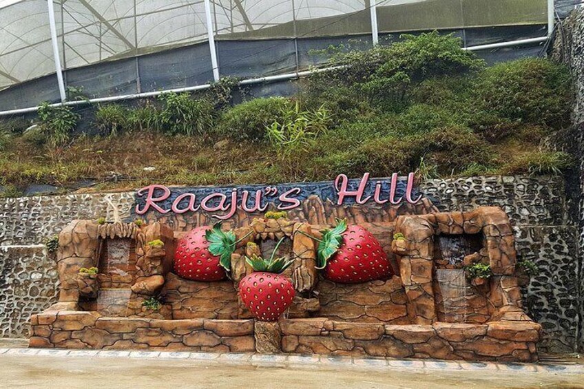 Visit Raaju's Hill Strawberry Farm