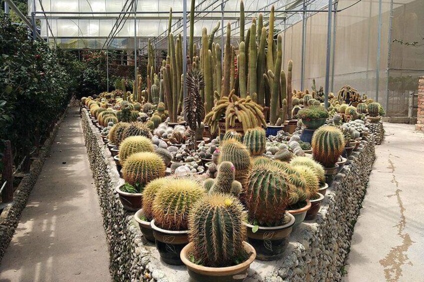Discover the cactus valley located in the same vicinity with its varieties of cactus plants, including, gigantic cactus trees and beautiful flowers available for sale.