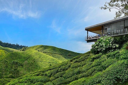 Cameron Highlands Day Tour from Kuala Lumpur