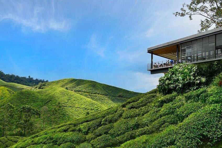 Enjoy the cool,crisp air and lush,green vegetation in Boh Tea Plantation Cameron
