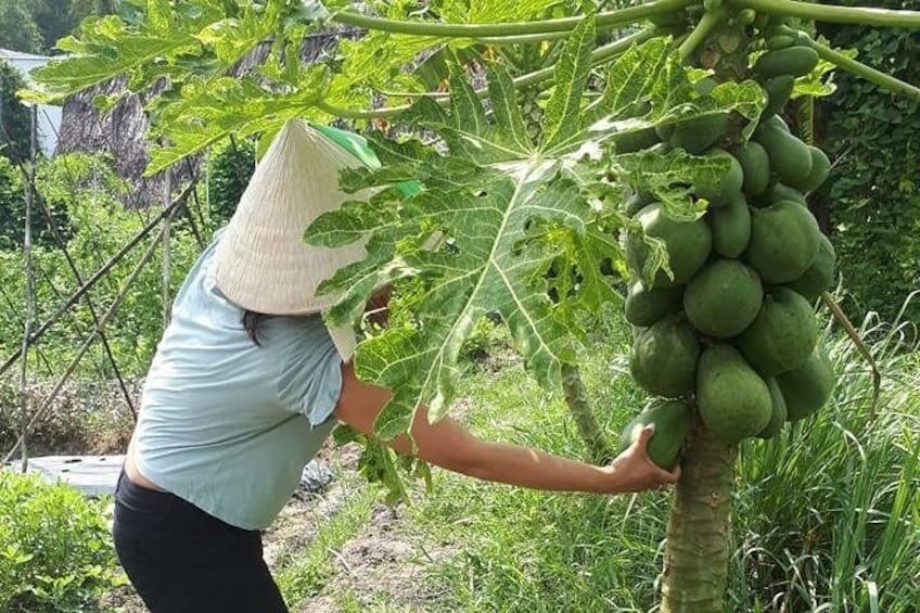 Market to Farm to Table Cooking Class in saigon