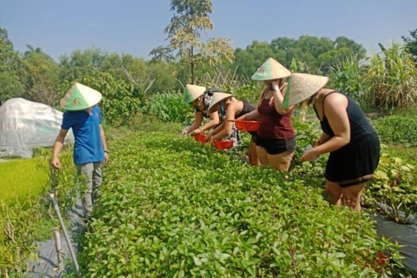 Unique farm to Table cooking class in Saigon