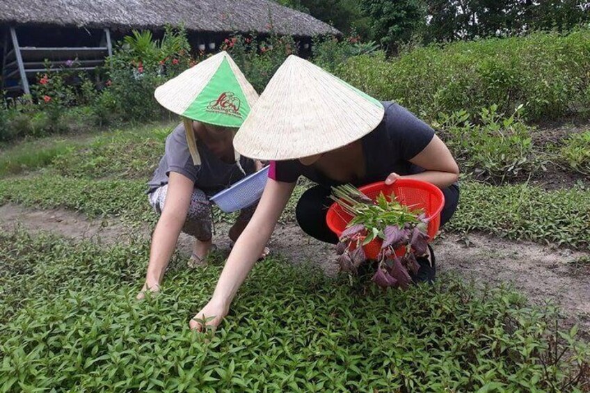 Discover vietnamese Agriculture,culture ,Cuisine and Cu chi Tunnels in Saigon