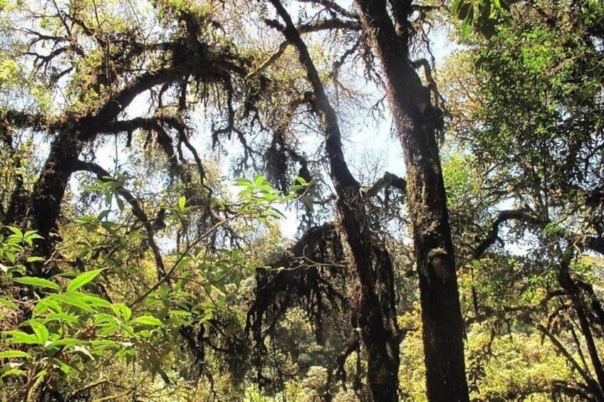 Doi Inthanon,Chiang Mai