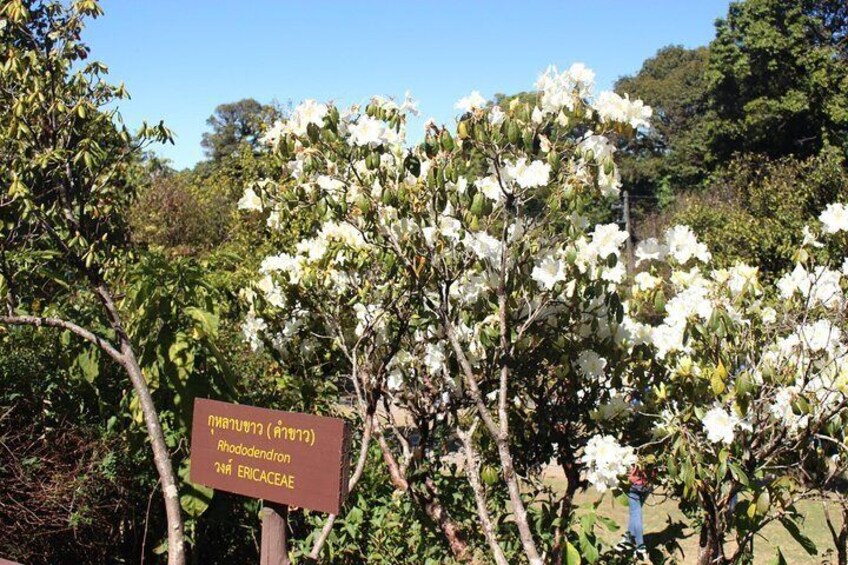 Ang Ka Luang Nature Trail, Doi Inthanon, Chiang Mai