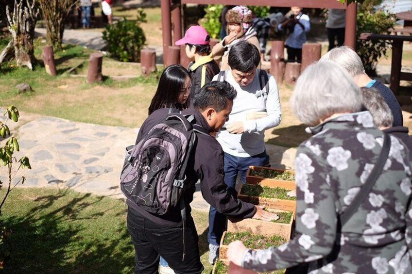 Doi Inthanon,Chiang Mai