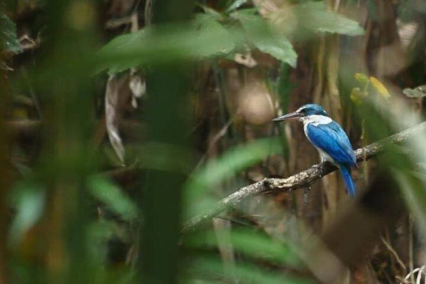 Bangkok Jungle Kingfisher