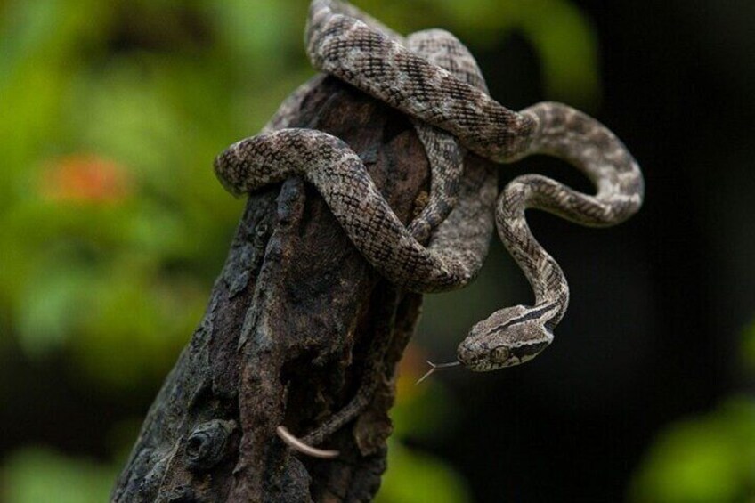 Snakes, Udawalawe National Park