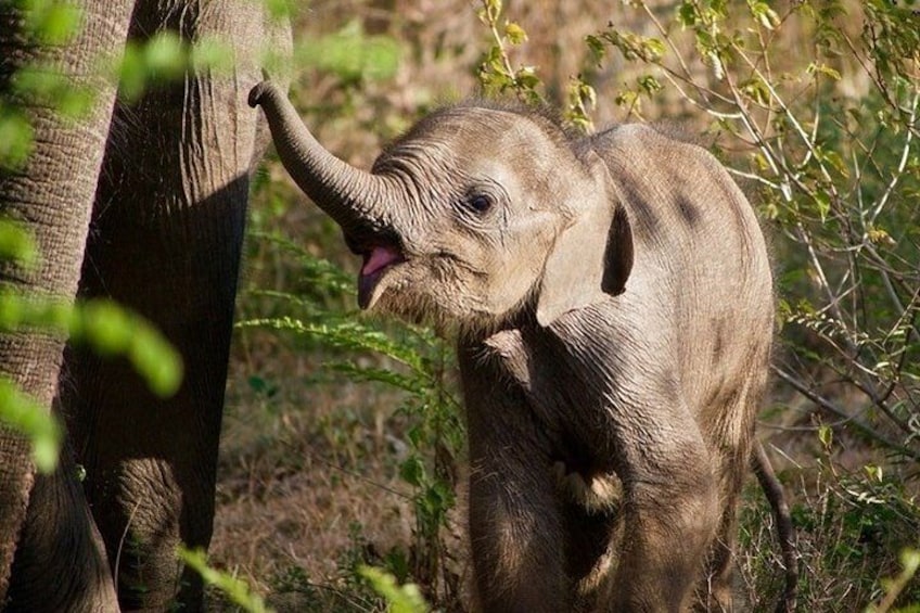 Baby elephant, Udawalawe National Park