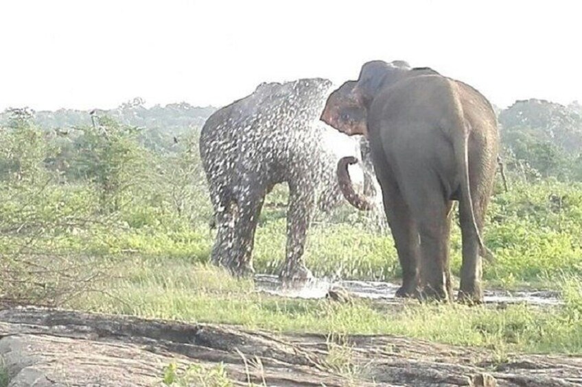 Elephants Bathing, Udawalawe National Park