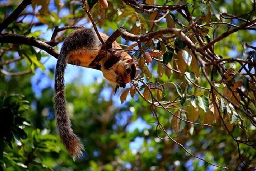 Grizzled giant squirrel, Wilpattu National Park