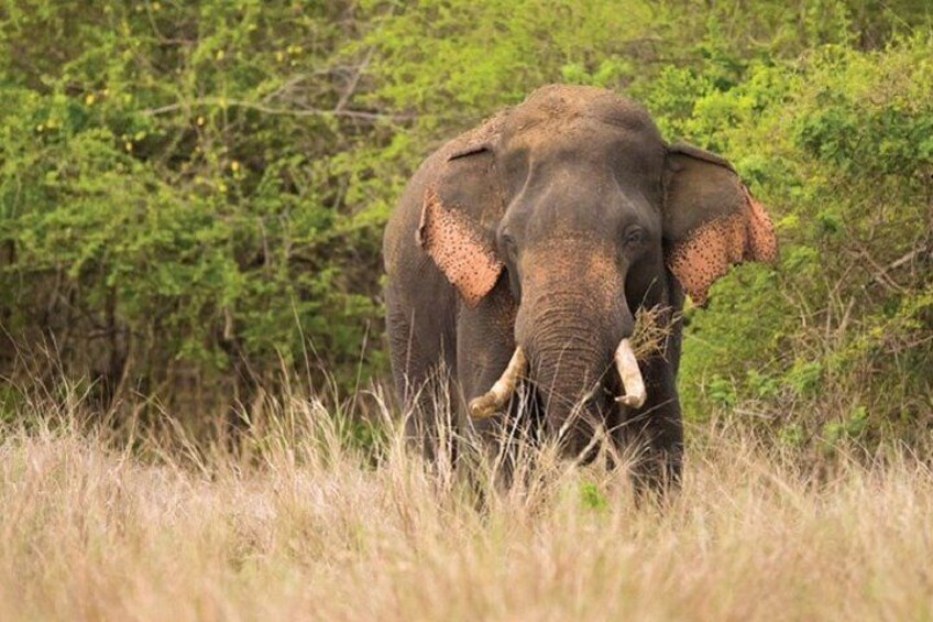 Elephants, Wilpattu National Park