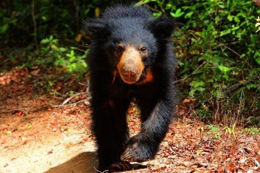 Bear, Wilpattu National Park