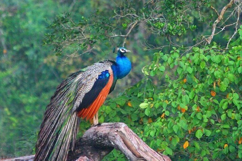 Peacock, Wilpattu National Park