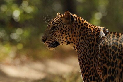 Game Drive Wilpattu National Park : Private Tour