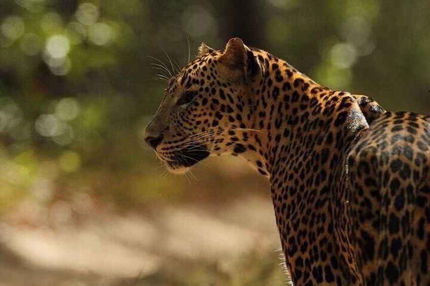 Leopard, Wilpattu National Park