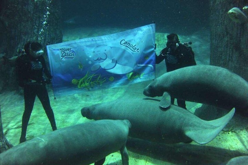 The endangered manatees in the river safari