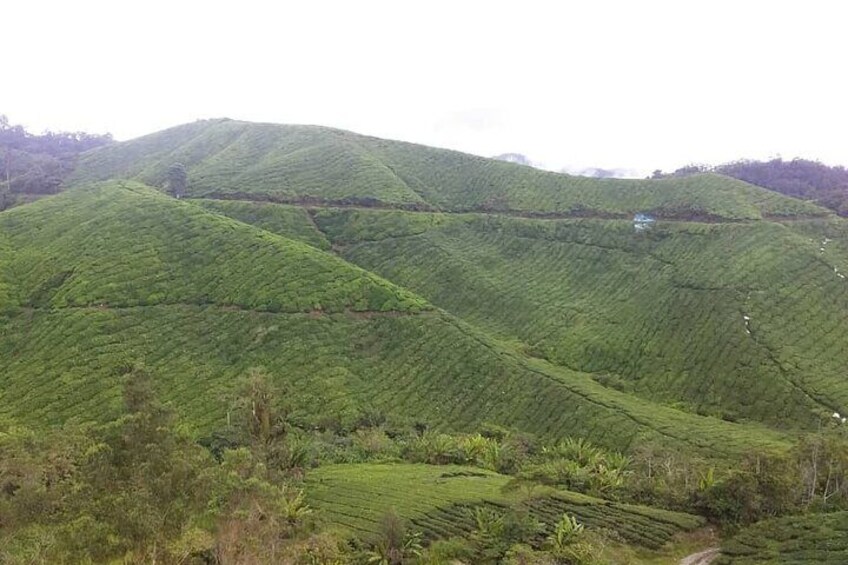 Cameron Highlands Full Day Tour