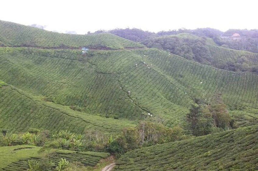 Cameron Highlands Full Day Tour