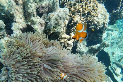 Isla Mantanani haciendo snorkel desde Kota Kinabalu