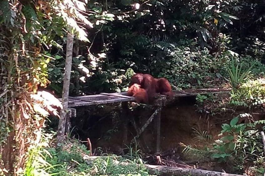 Semenggoh Orangutan Centre from Kuching