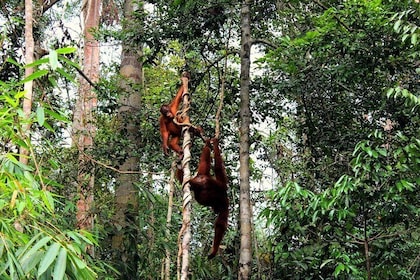 Semenggoh Orangutan with Rainforest Kayaking from Kuching