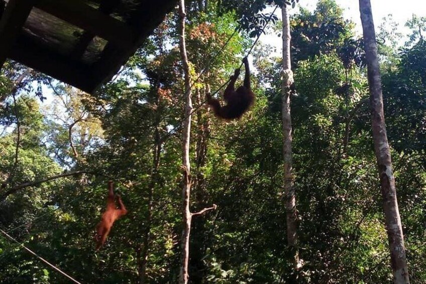 Semenggoh Orangutan with Rainforest Kayaking from Kuching